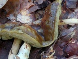 Leccinum longicurvipes image