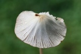 Conocybe apala image