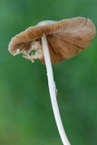 Conocybe apala image