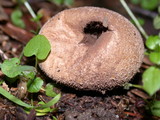 Lycoperdon curtisii image