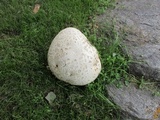 Calvatia booniana image
