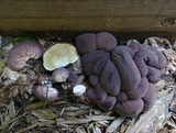 Lycoperdon subincarnatum image
