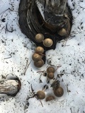 Mycena overholtsii image