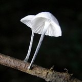 Tetrapyrgos nigripes image