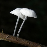 Tetrapyrgos nigripes image