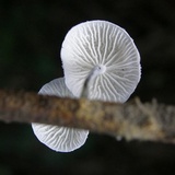 Tetrapyrgos nigripes image