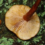 Lactarius eucalypti image