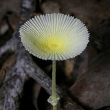 Leucocoprinus fragilissimus image