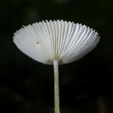 Leucocoprinus fragilissimus image