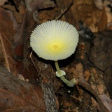 Leucocoprinus fragilissimus image