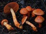 Cortinarius veronicae image