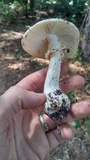 Amanita canescens image