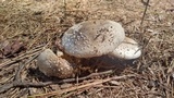 Amanita canescens image