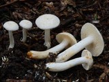 Hydnum crocidens var. crocidens image