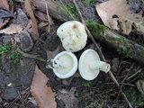 Lactarius piperatus image