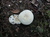 Lactarius piperatus image