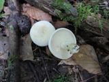 Lactarius piperatus image