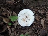 Lactarius subvellereus image