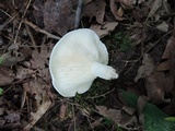 Lactarius subvellereus image
