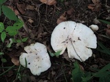 Lactarius subvellereus image
