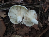 Lactarius subvellereus image