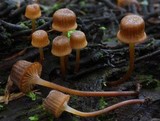 Mycena mamaku image