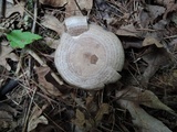 Lactarius pyrogalus image