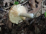 Lactarius pyrogalus image