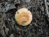 Lactarius croceus image