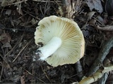 Lactarius croceus image