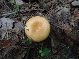 Lactarius croceus image