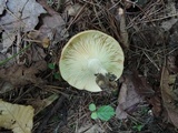 Lactarius croceus image