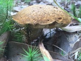 Xanthoconium affine image