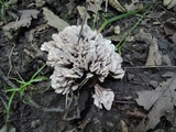 Thelephora palmata image