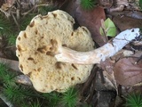 Xanthoconium affine image
