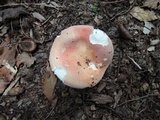Russula flavisiccans image