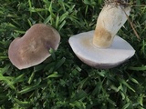 Tylopilus rubrobrunneus image