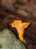 Cantharellus ignicolor image
