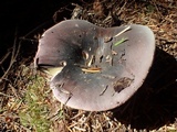 Russula occidentalis image