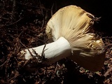 Russula occidentalis image