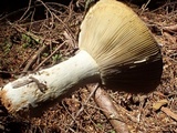 Russula occidentalis image
