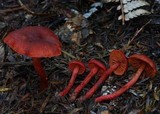 Dermocybe vinicolor image