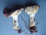 Russula occidentalis image