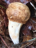 Xanthoconium affine image