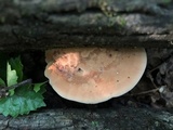 Hapalopilus rutilans image