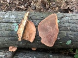 Hapalopilus rutilans image