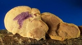 Hapalopilus rutilans image