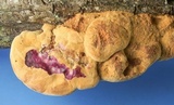Hapalopilus rutilans image