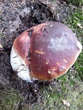 Boletus rubriceps image