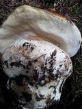 Boletus rubriceps image